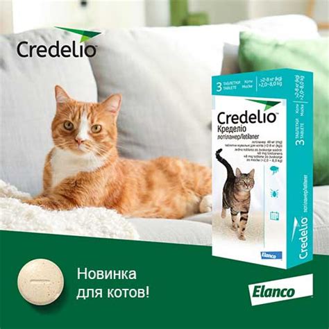 Как уберечь кота от возможных проблем с родинками