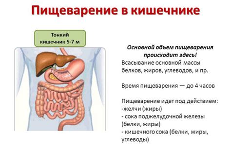 Клюква и пищеварение: как ягода влияет на работу желудка