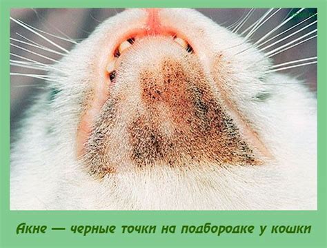 Кошачья усадка может вызвать провисание