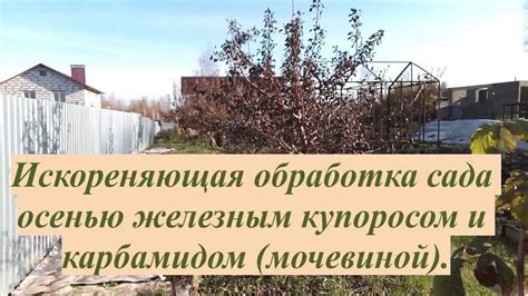 Мифы о опрыскивании гортензии железным купоросом осенью