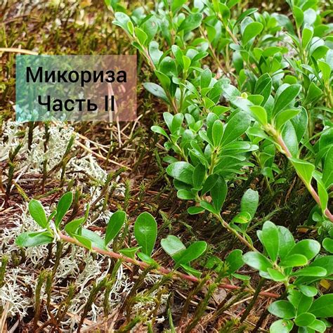 Неприемлемое соседство этих растений для здоровья
