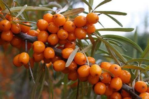 Опасно ли глотать косточки облепихи целиком
