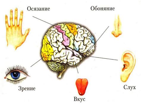 Орган восприятия