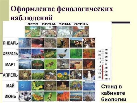 Оформление фенологических наблюдений