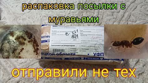 Очищаем кухню от нагромождения муравьиного спирта