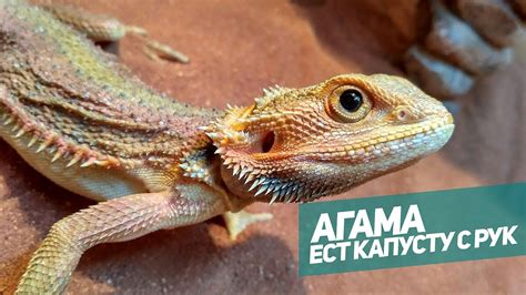 Периоды спячки у бородатой агамы