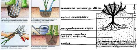 Подготовка почвы для розы римозы