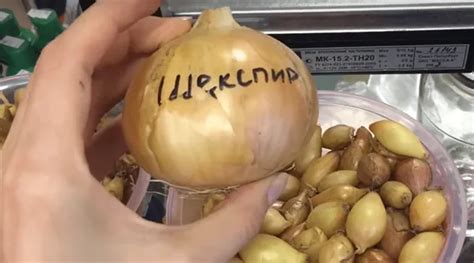 Посадка луковиц лука Шекспир: техника и глубина