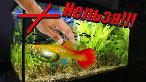 Почему лучше не трогать рыбок руками