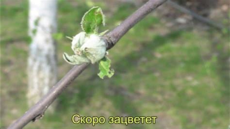 Практические советы: как ускорить плодоношение яблони мельба