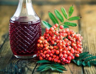 Приготовление и использование рябины красной для кур