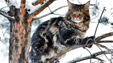 Причины дрожания Мейн куна