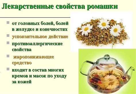 Противопоказания отвара ромашки для кошек