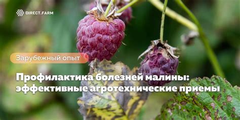 Разные агротехнические требования малины и жимолости