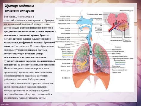 Расширение выразительных возможностей голосового аппарата