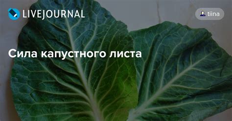 Рекомендации по применению капустного листа