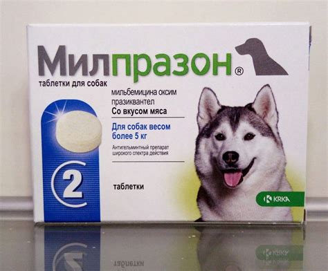 Рекомендации по применению кисломолочной продукции для собак