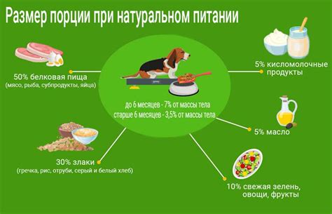 Рекомендуемые порции говяжей тушенки для собак