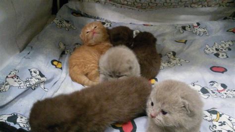 Рождение котят у кошек