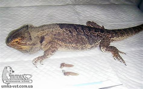 Симптомы спячки у бородатой агамы