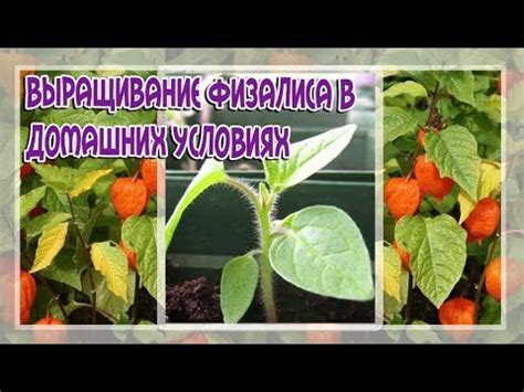 Советы по замораживанию физалиса
