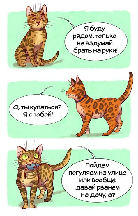 Советы экспертов по породам кошек