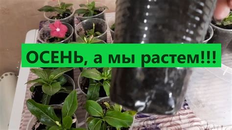 Современные перспективы и хранение магической силы катарантуса