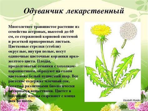 Состав корня одуванчика