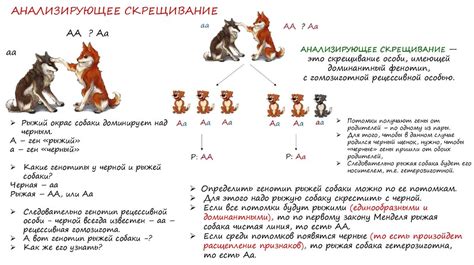 Узаконенное скрещивание