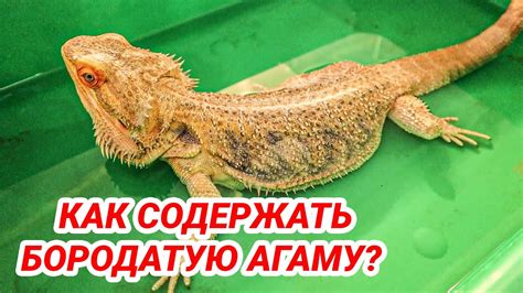 Уход за агамой в период спячки