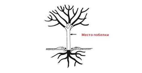 Фаза распускания бутона