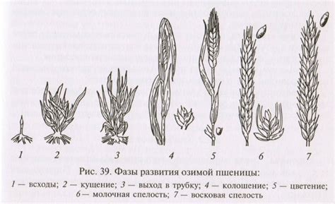 Фаза формирования листьев и стеблей