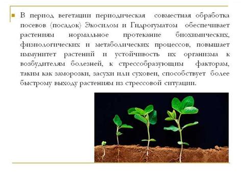 Фаза цветения и плодоношения