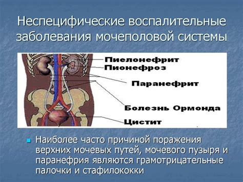 Физиологические различия в структуре мочеполовой системы