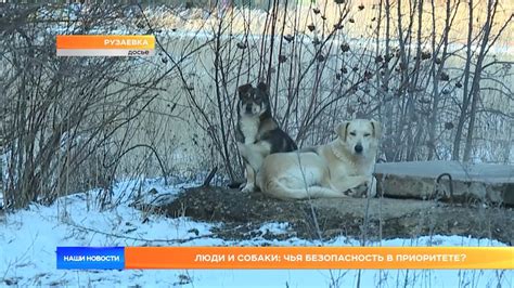 Безопасность для собаки