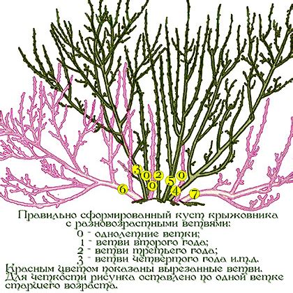 Влияние положения веток крыжовника на его рост и развитие