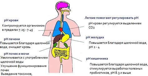 Влияние щелочи на организм