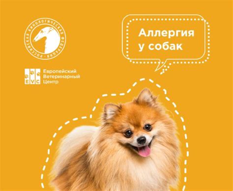 Возможные аллергические реакции у собак