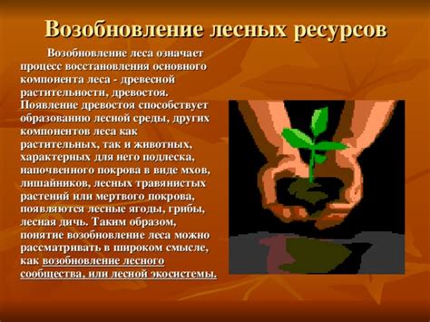 Восстановление древнего древостоя в лесу