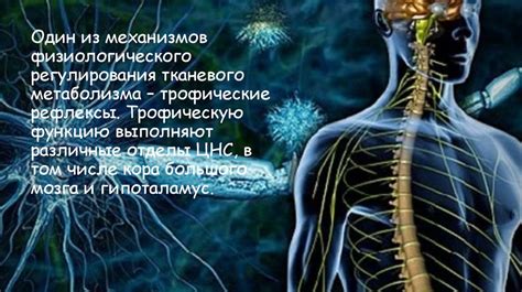 Действие и механизмы действия