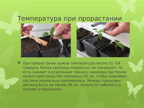 Не забывайте о поливе и подкормке почвы