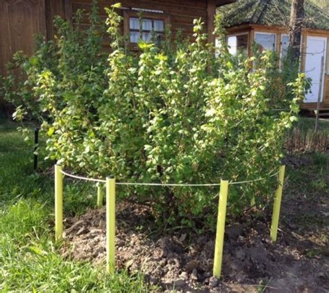 Обеспечение поддержки для веток крыжовника