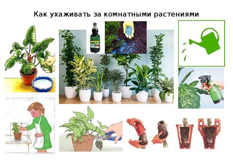 Особенности ухода за растениями в садоводстве