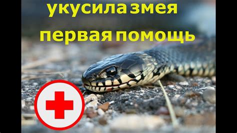 Очистите укушенную область