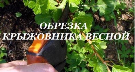 Полезные советы по поддержке веток крыжовника