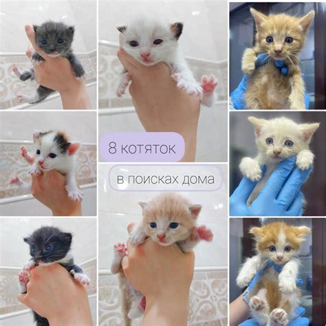 Последствия утопления котят для кошки