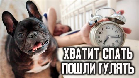 Постепенно изменяйте режим активности собаки