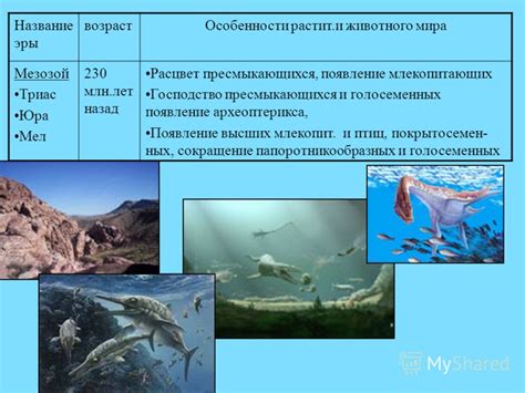 Появление и название