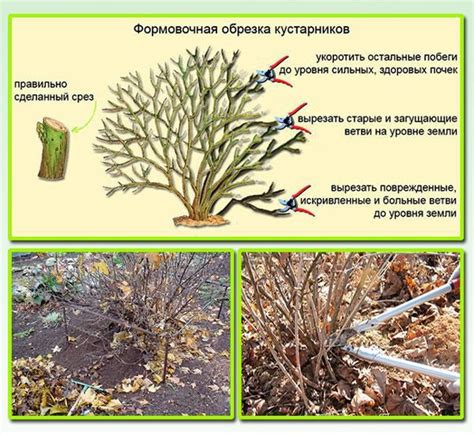 Предупреждение повторного падения веток крыжовника