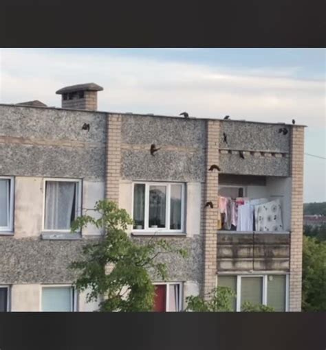 Причины залета галки в дом
